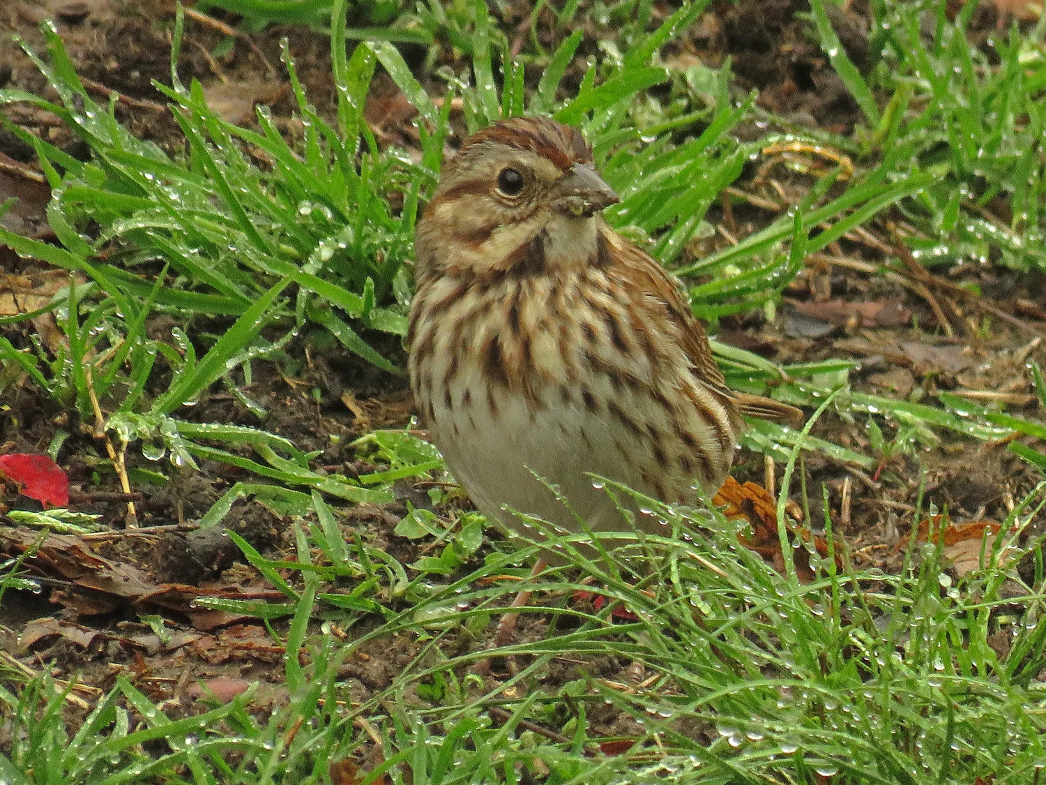 Song sparrow, Central Park, April 25, 2018