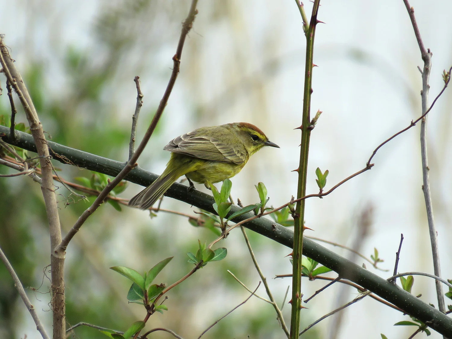 Palm warbler, Wolfe's Pond, Staten Island, April 21, 2018