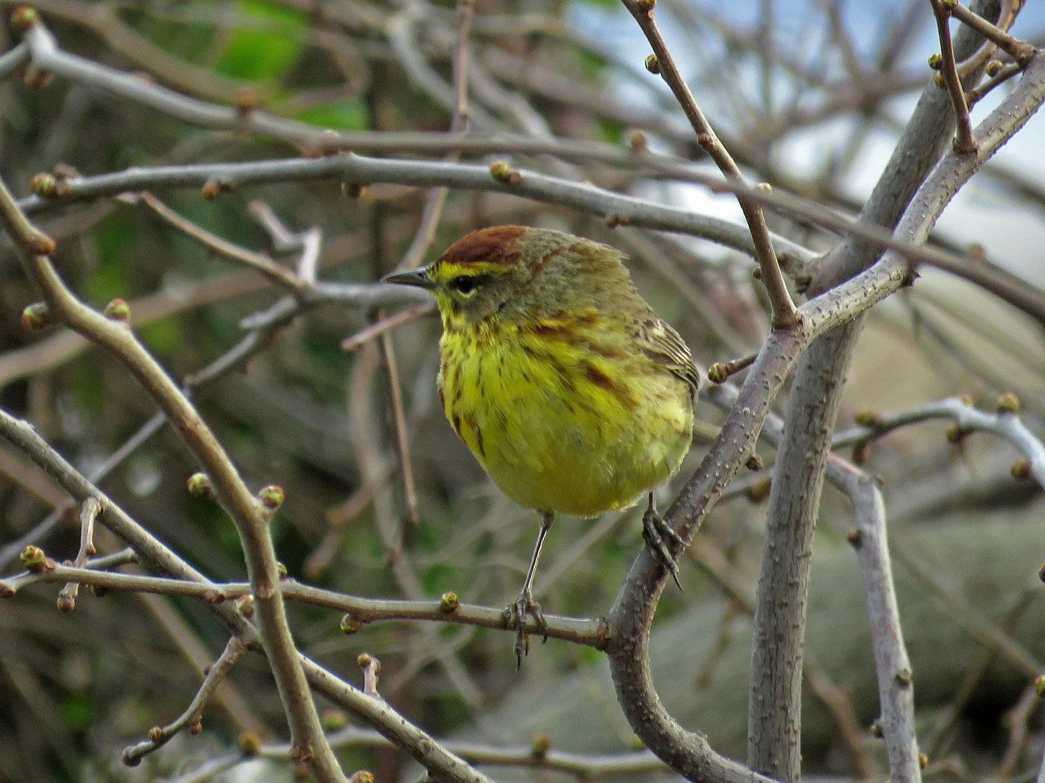 Palm warbler, Wolfe's Pond, Staten Island, April 21, 2018