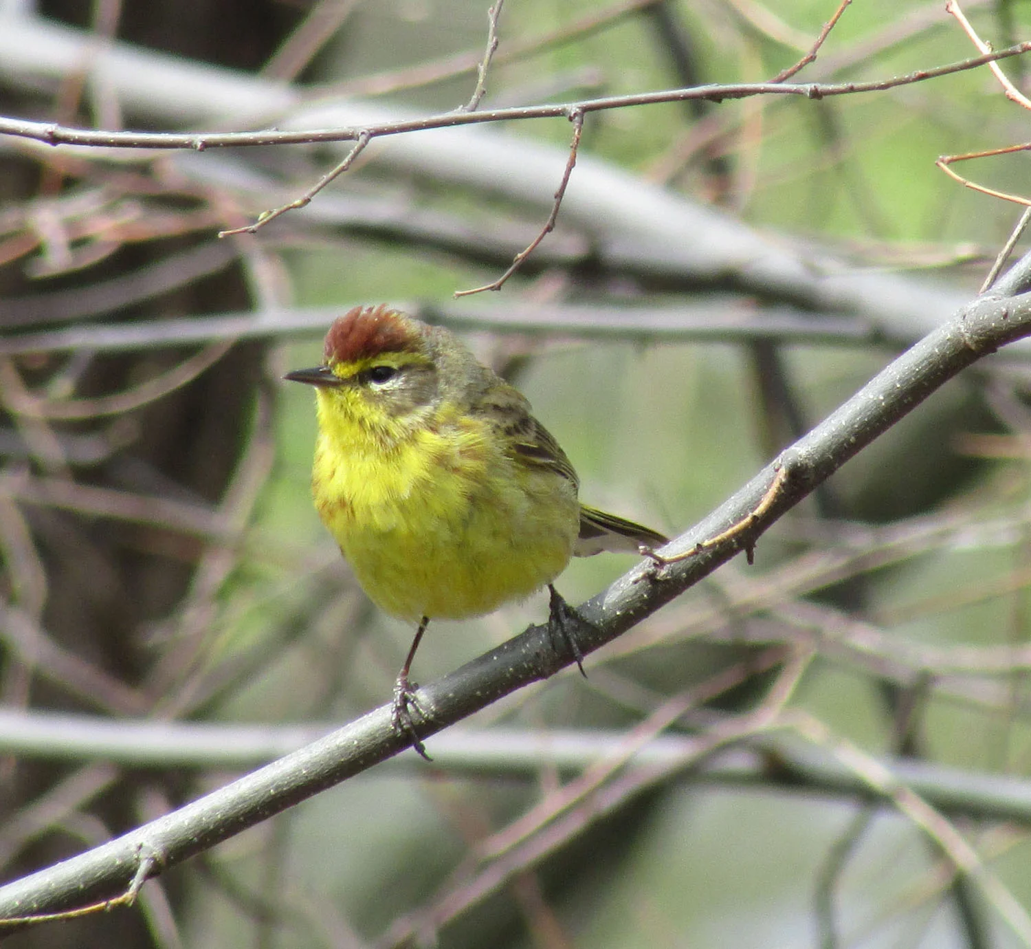 Palm warbler, Central Park, April 22, 2013