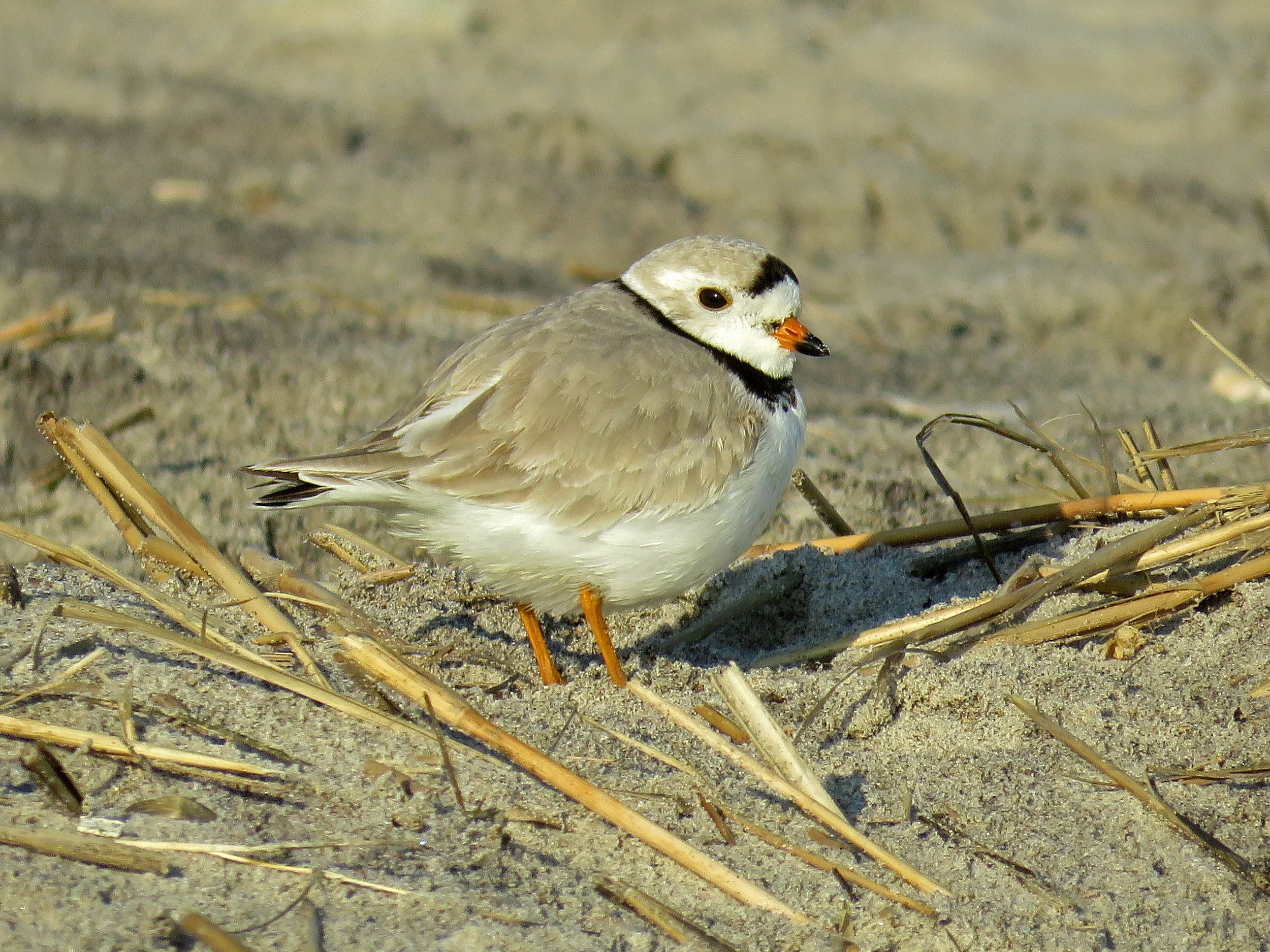 Herbert! Herbert! Bert! Bert! Bert! The beach at Fort Tilden, April 28, 2018