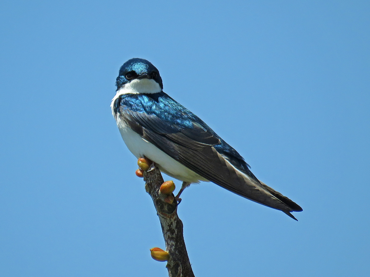 Tree Swallow 1500 5-1-2018 GI 146P.jpg