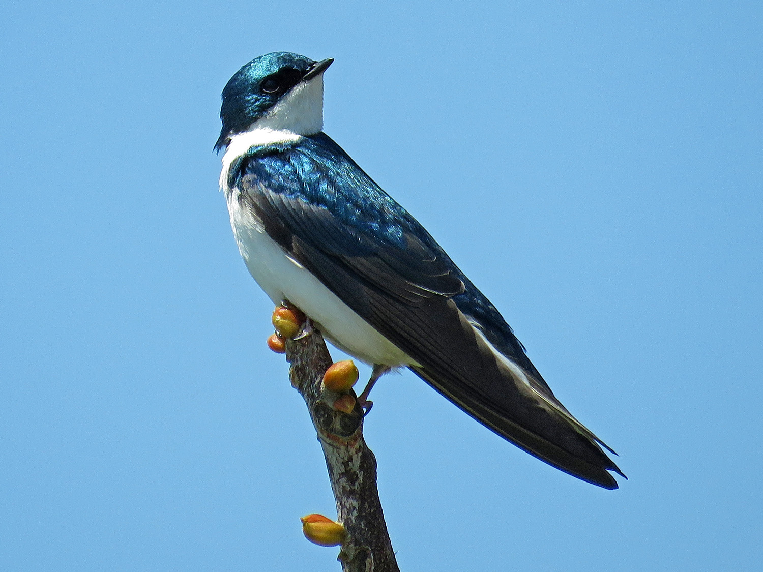 Tree Swallow 1500 5-1-2018 GI 152P.jpg