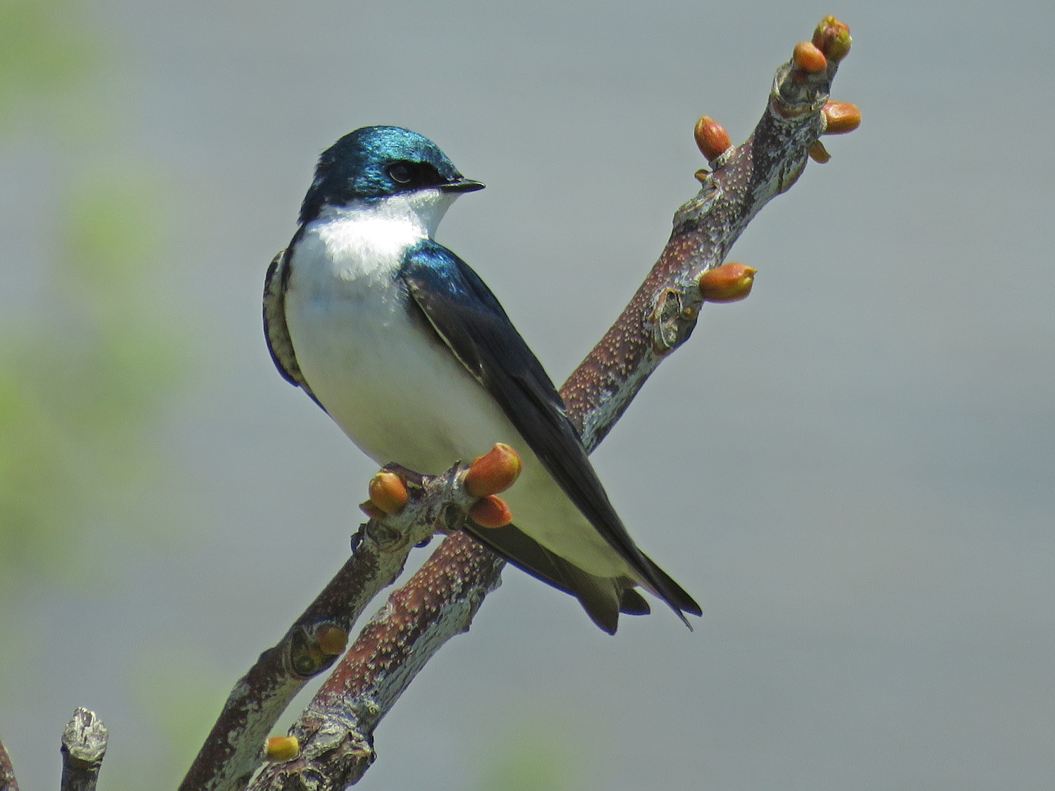 Tree Swallow 1500 5-1-2018 GI 178P.jpg