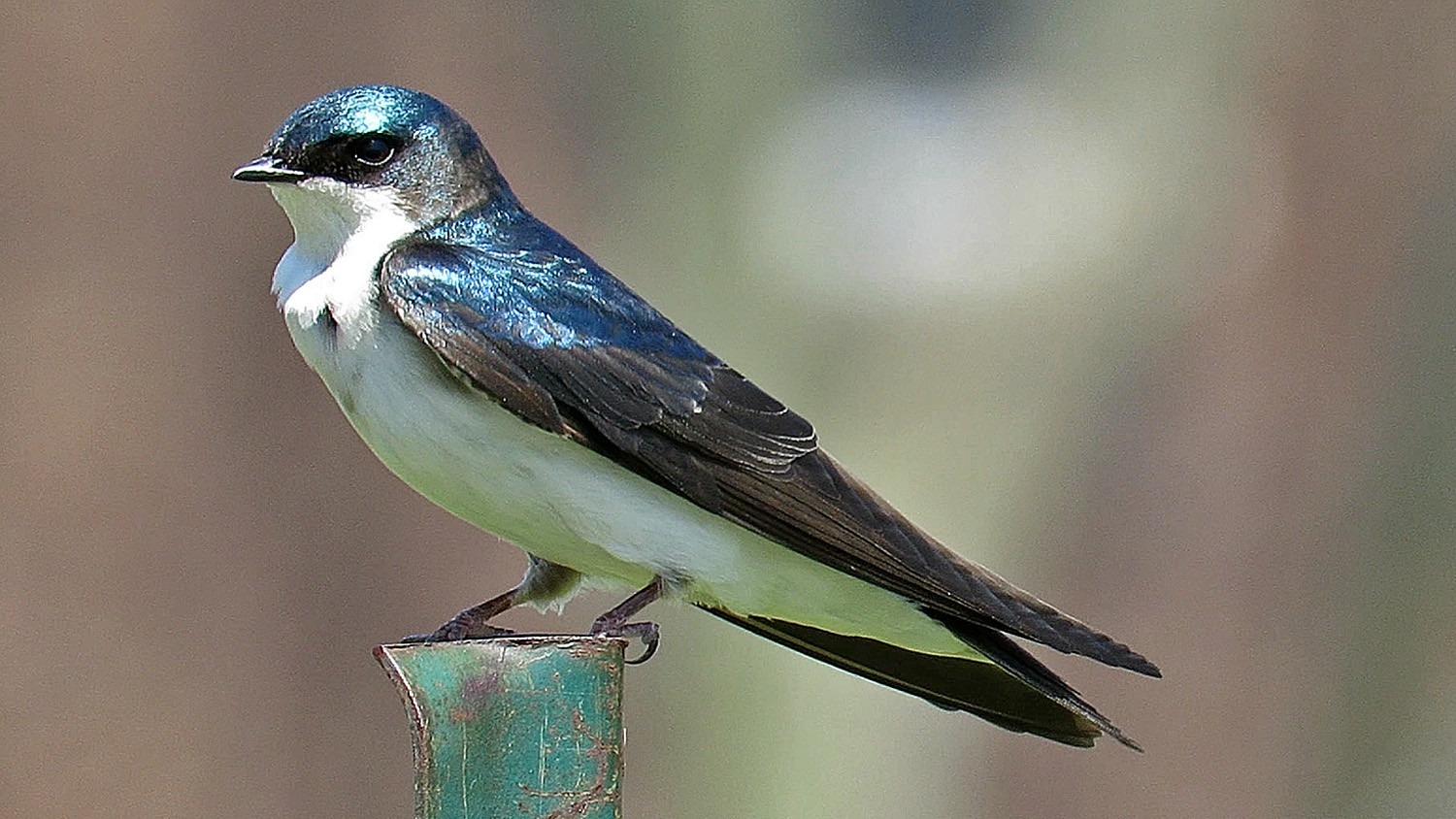 Tree Swallow 1500 5-1-2018 166P.jpg