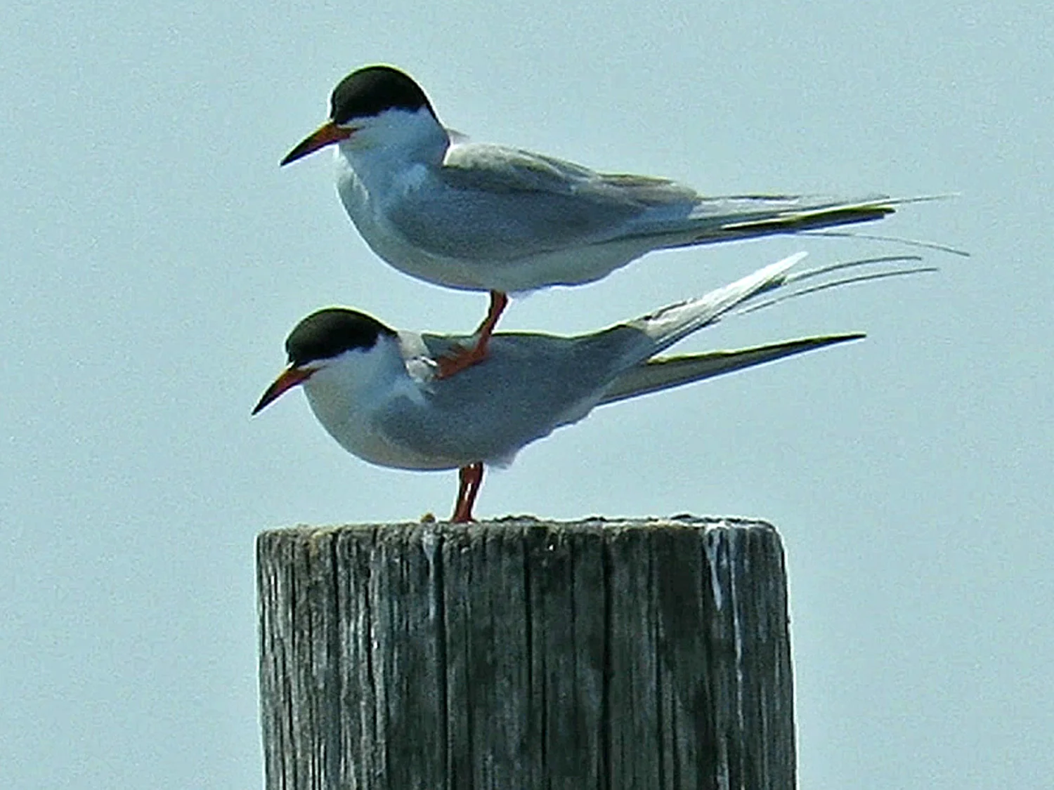 Forster's tern mating fail, May 3, 2018, Broad Channel American Park