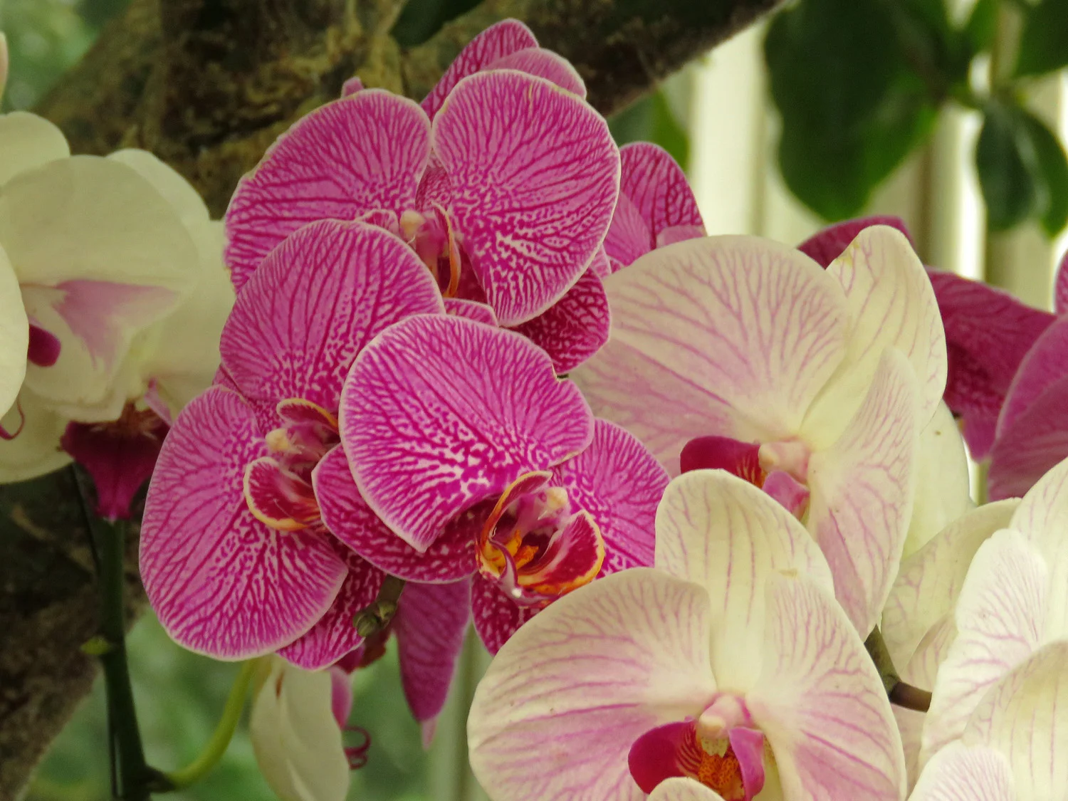 Orchid 1500 4-17-2018 NYBG 207P.jpg