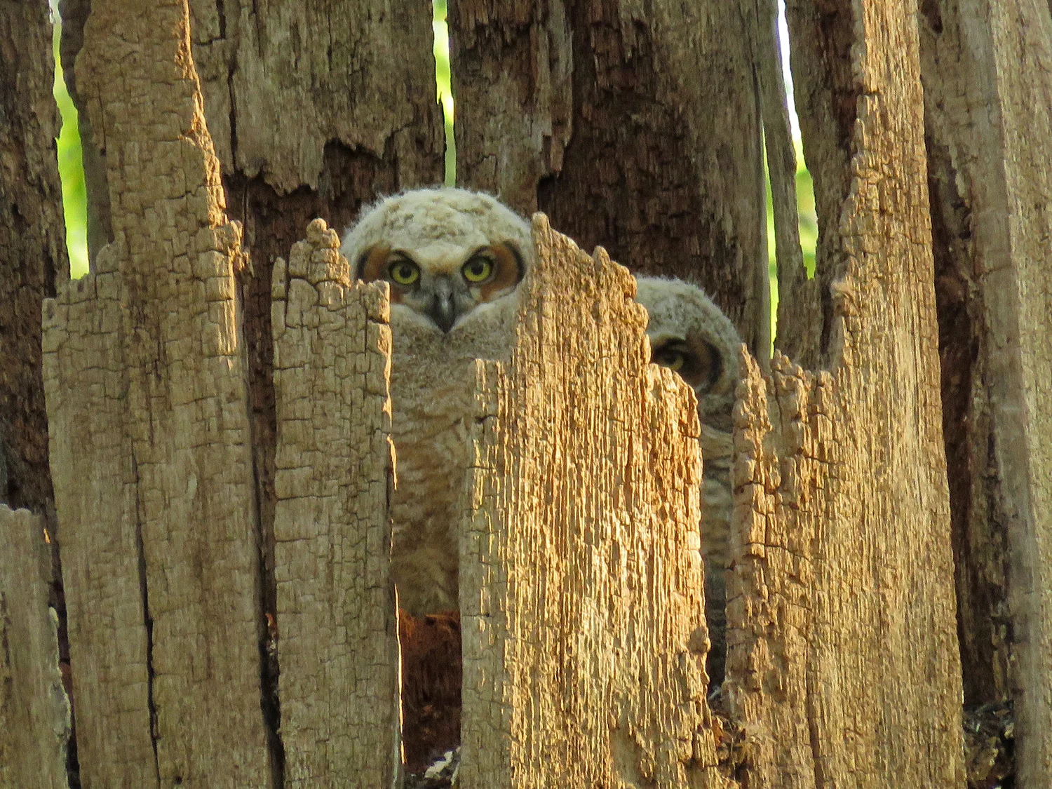 Great horned owlets, Pelham Bay Park, May 8, 2018