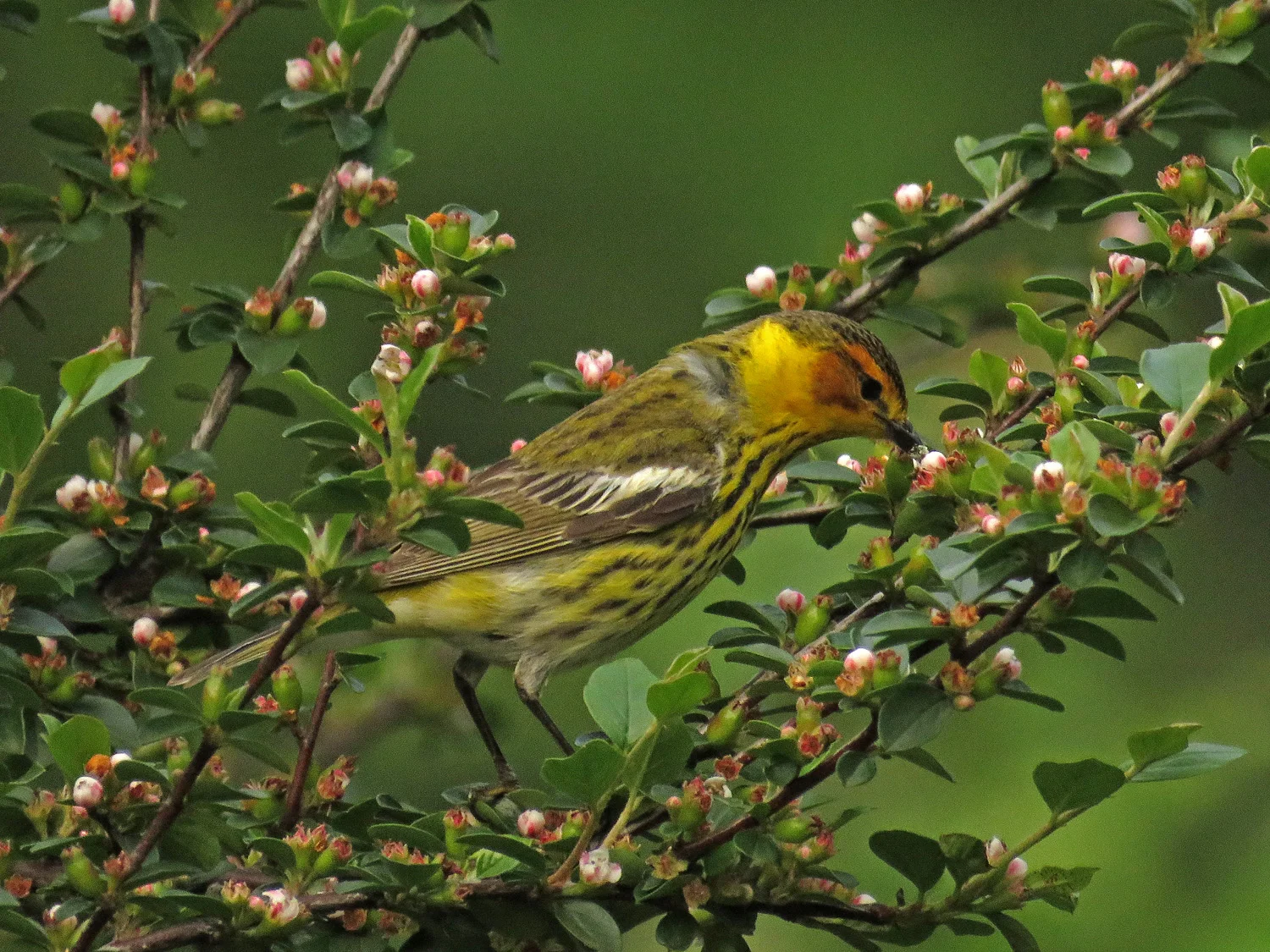 Male Cape May warbler, Central Park, May 20, 2018
