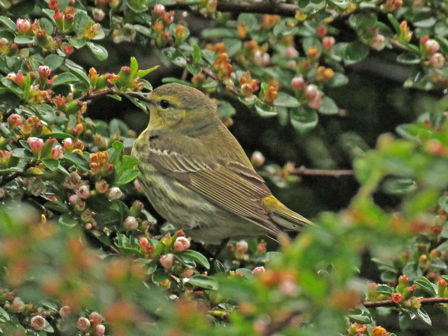 Female Cape May warbler, Central Park, May 19, 2018
