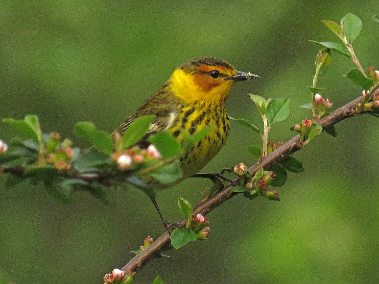 Male Cape May warbler in the magic cotoneaster bush, Central Park, May 20, 2018