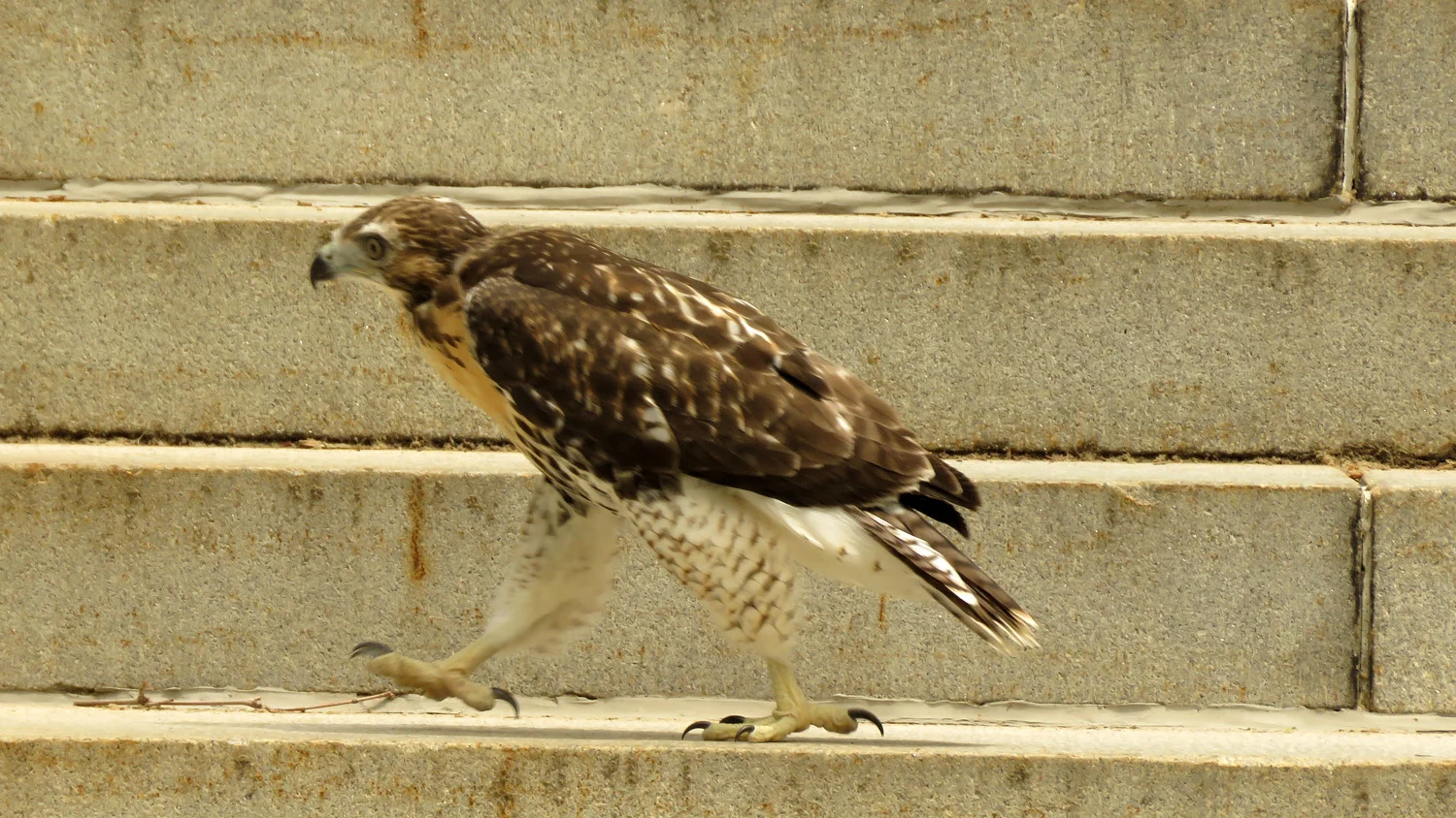 The first Grant's Tomb fledgling on the steps of the monument, June 11, 2018.