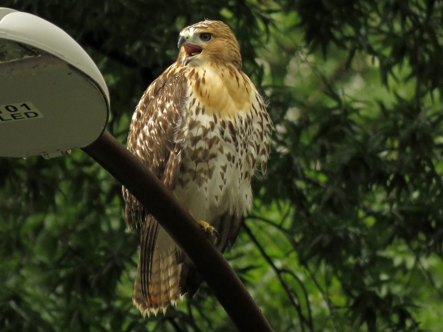 Pale Male's kid, after knocking Dad off the lightpost, June 28, 2018