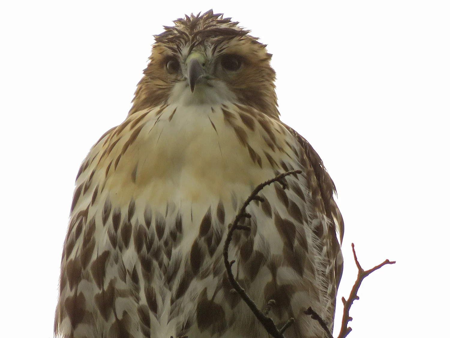 Pale Male's kid on Cedar Hill, after a rainstorm, very, very wet, June 28, 2018