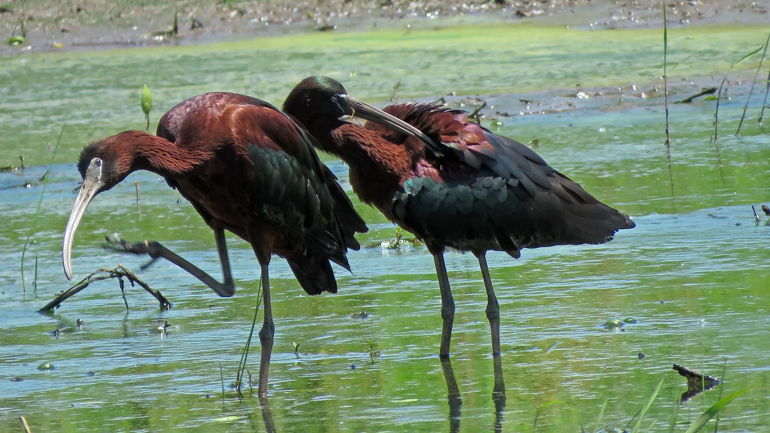 Glossy ibises, Mount Loretto Unique Area, June 19, 2018