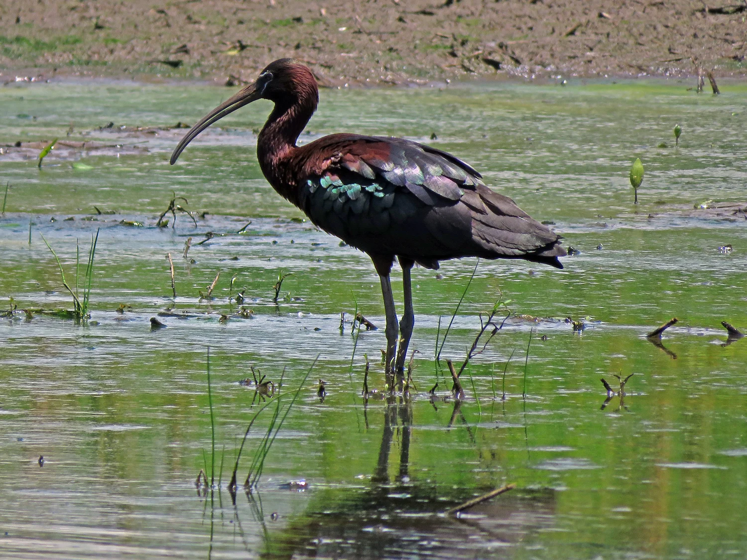 Glossy ibis, Mount Loretto Unique Area, June 19, 2018