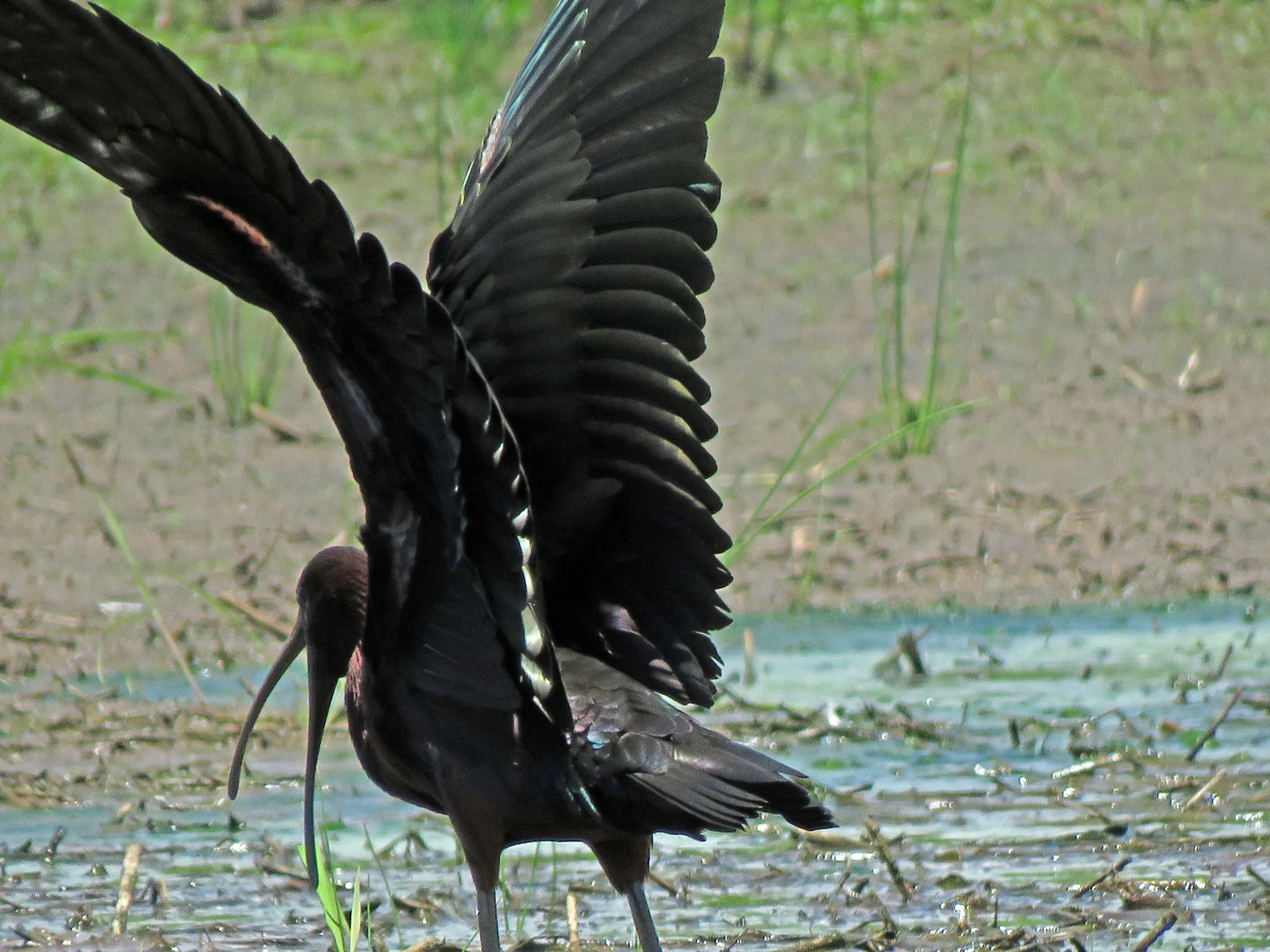 Glossy ibis, Mount Loretto, June 19, 2018