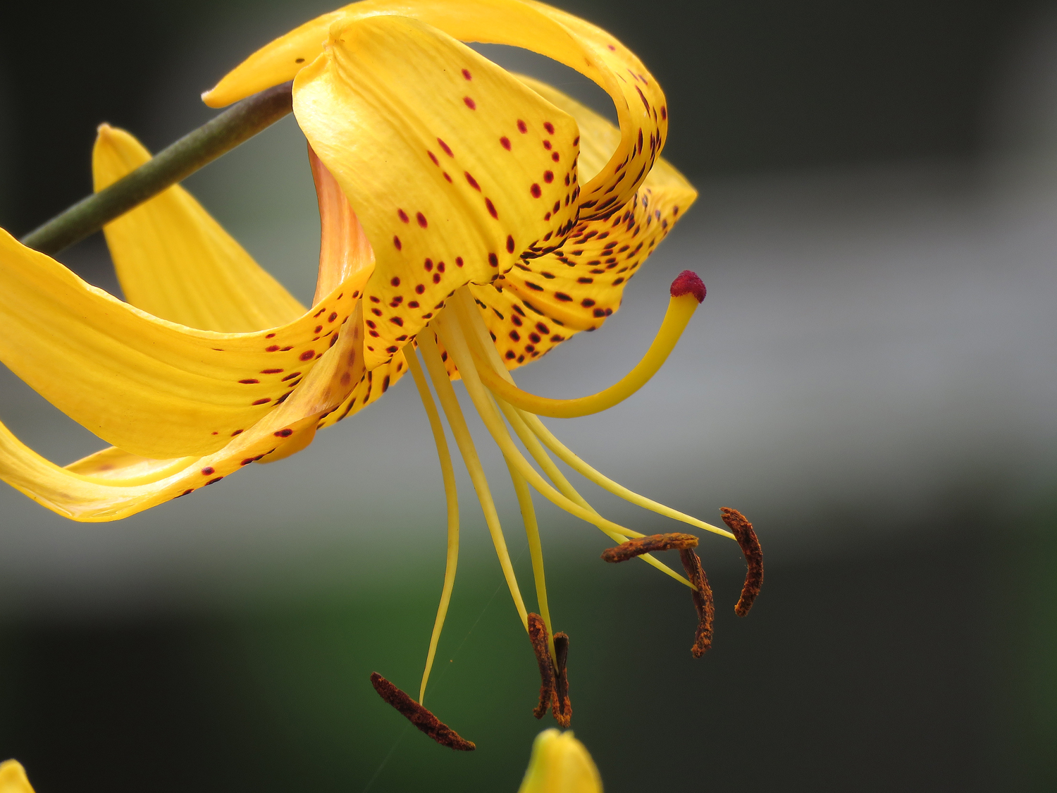 Floral 1500 7-12-2018 BBG CP 034P.jpg