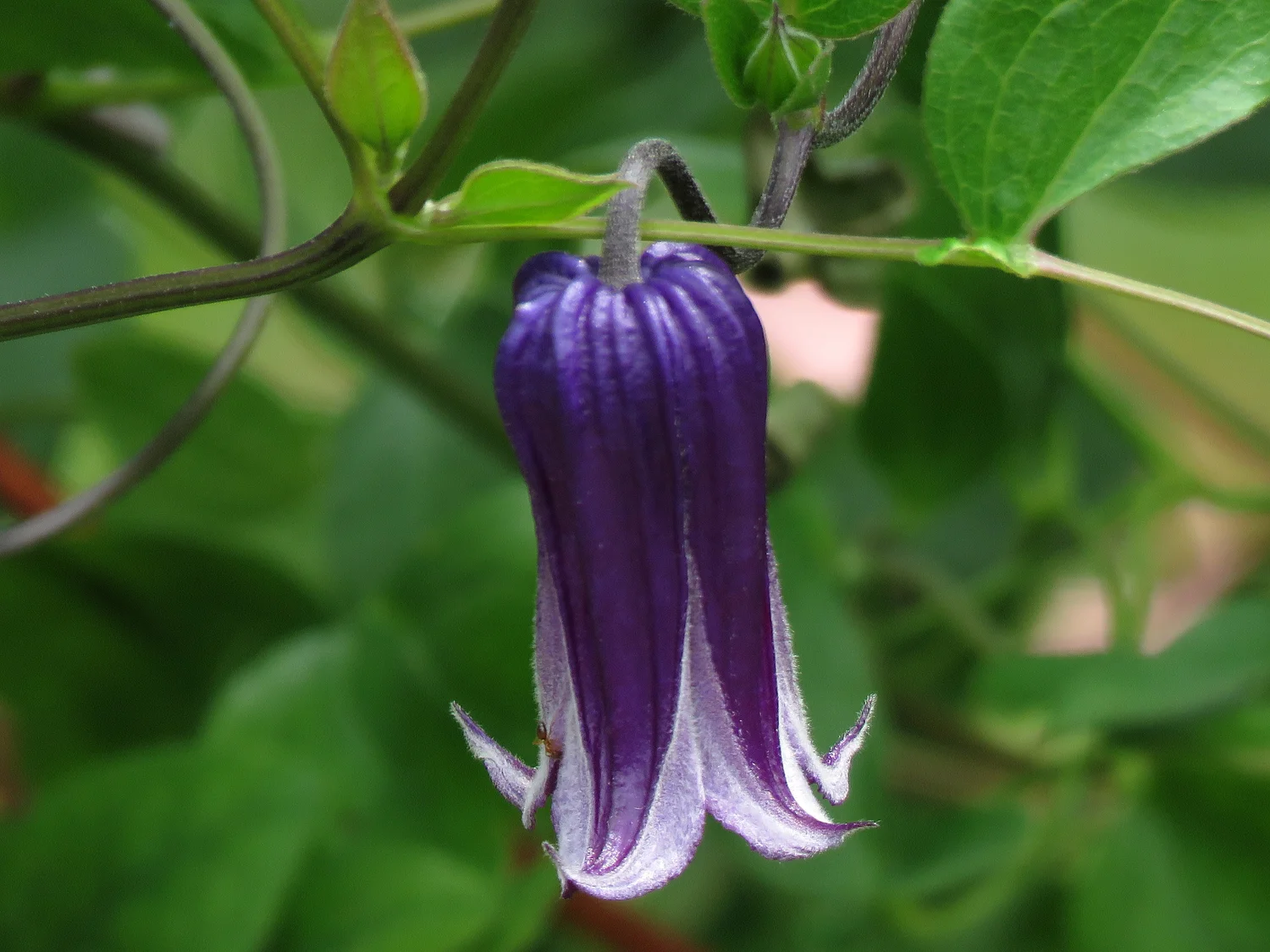Floral 15007-12-2018 BBG CP 061P.jpg