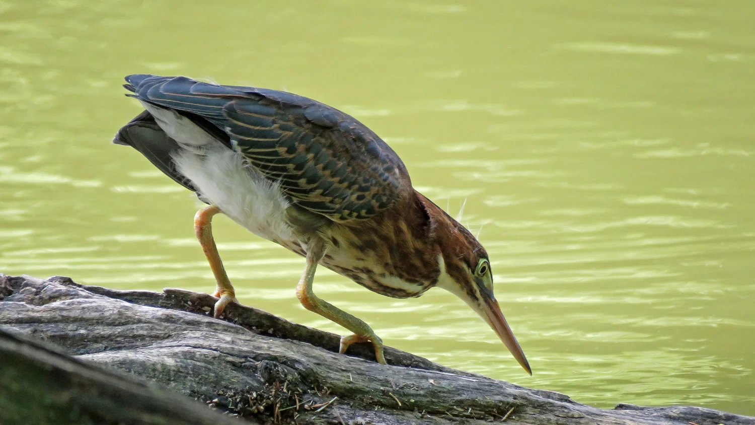 Green heron, Clove Lakes Park, Staten Island, July 16, 2018