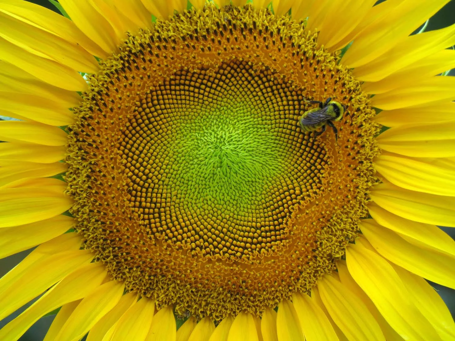 Sunflower and bee, Governors Island on a wickedly hot day, Sept. 5, 2018