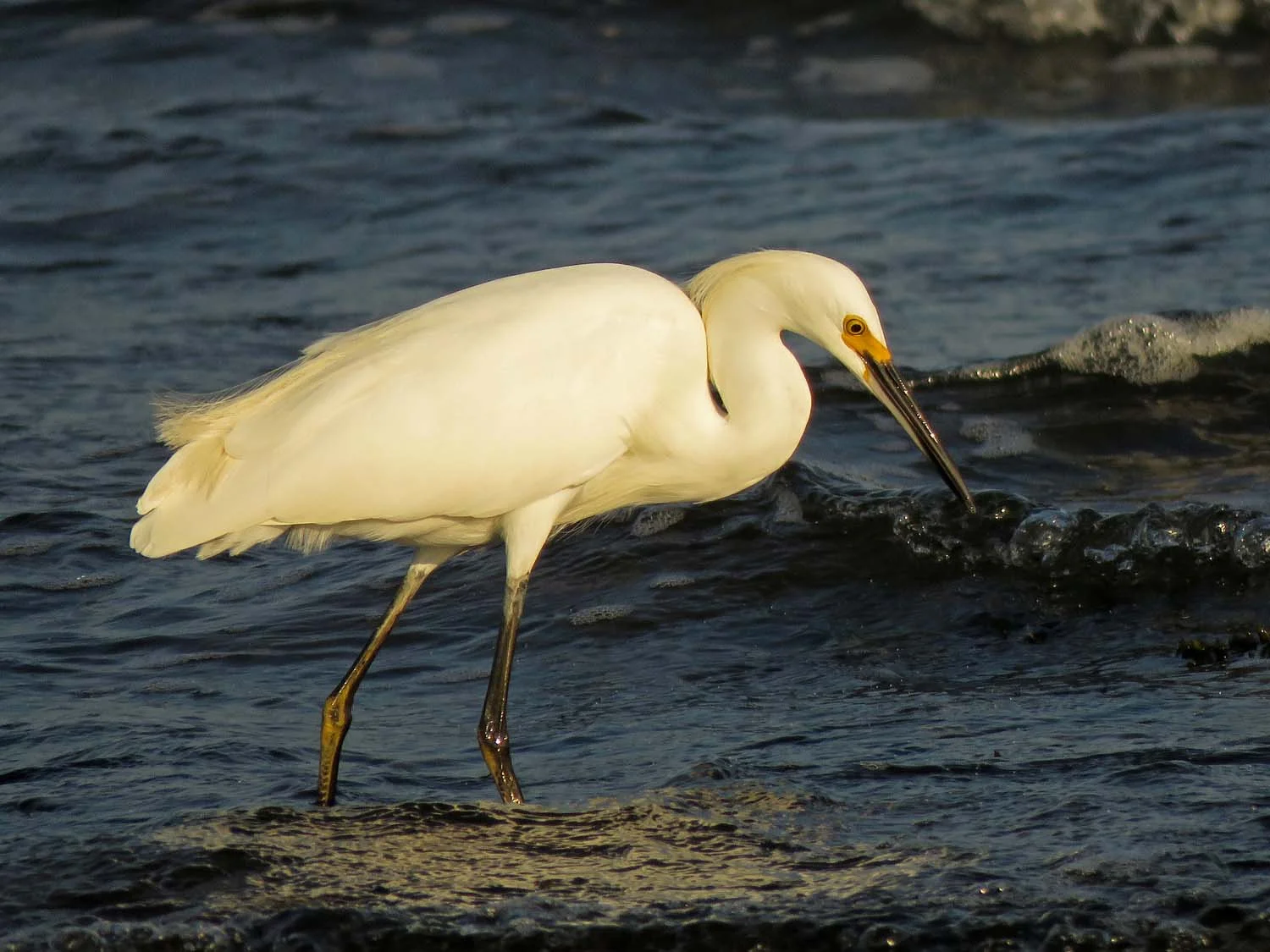 Snowy egret, Wolfe’s Pond, September 15, 2018