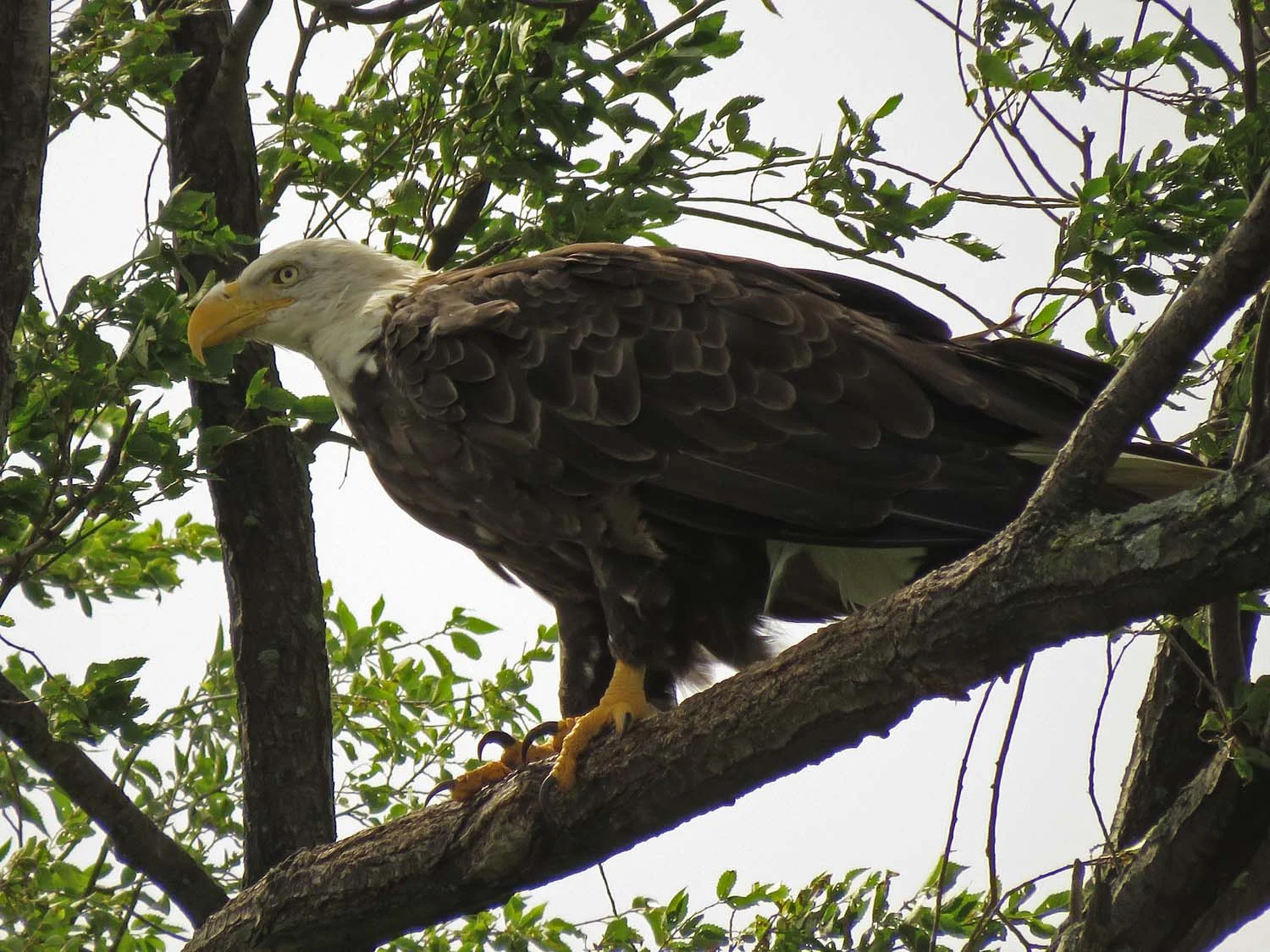 An adult bald eagle, probably the mother, Mount Loretto Unique Area, Staten Island, August 2, 2018. This photo is dedicated to Dr. Coco Lazaroff.