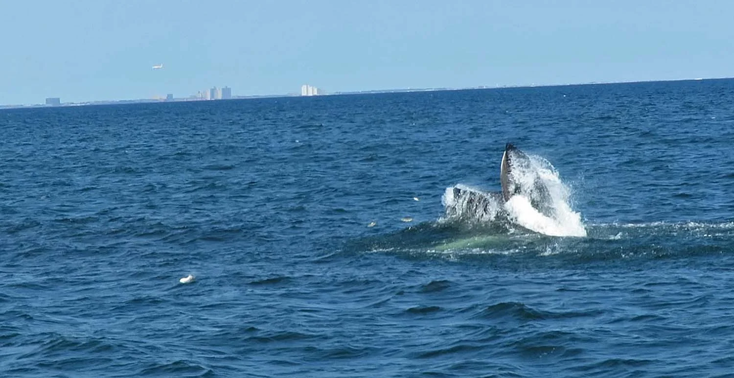 Humpback whales, seen from the American Princess, August 23, 2018