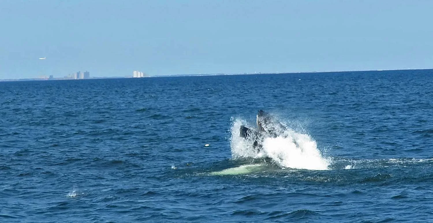 Whale 1500 8-23-2018 7.jpg