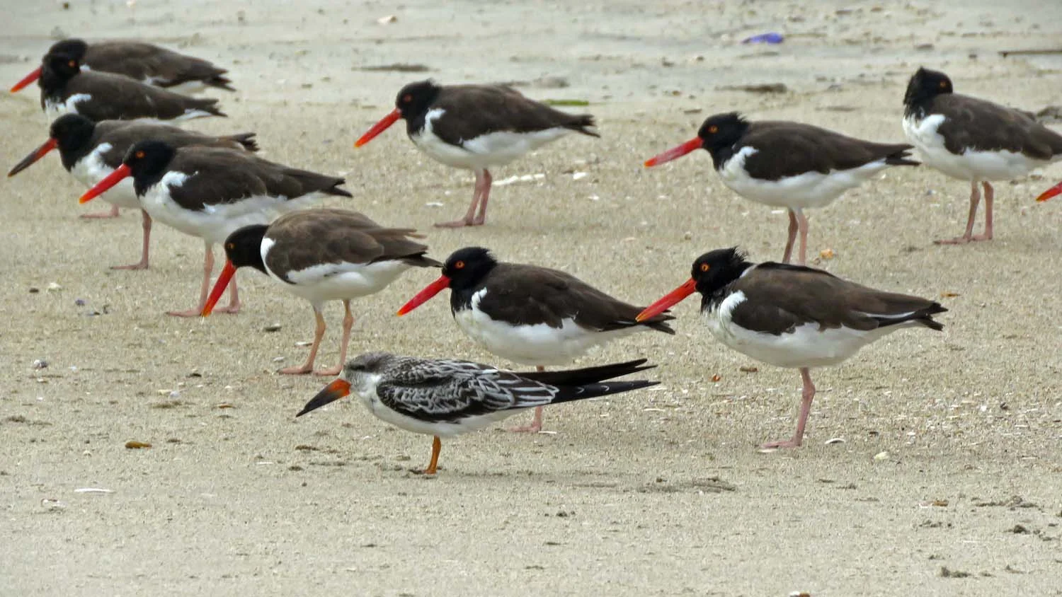 Young black skimmer with American oystercatchers, October 2, 2018, on the beach at Breezy Point, Queens