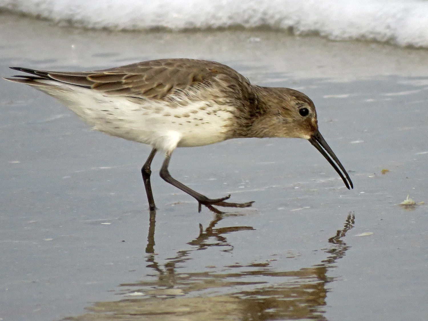 Dunlin, Breezy Point, Queens, October 2, 2018