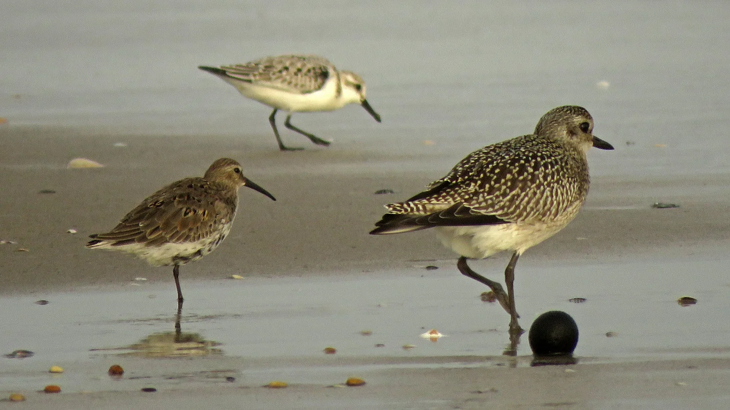 Dunlin (left), sanderling, and black-bellied plover, Breezy Point, Queens, October 2, 2018