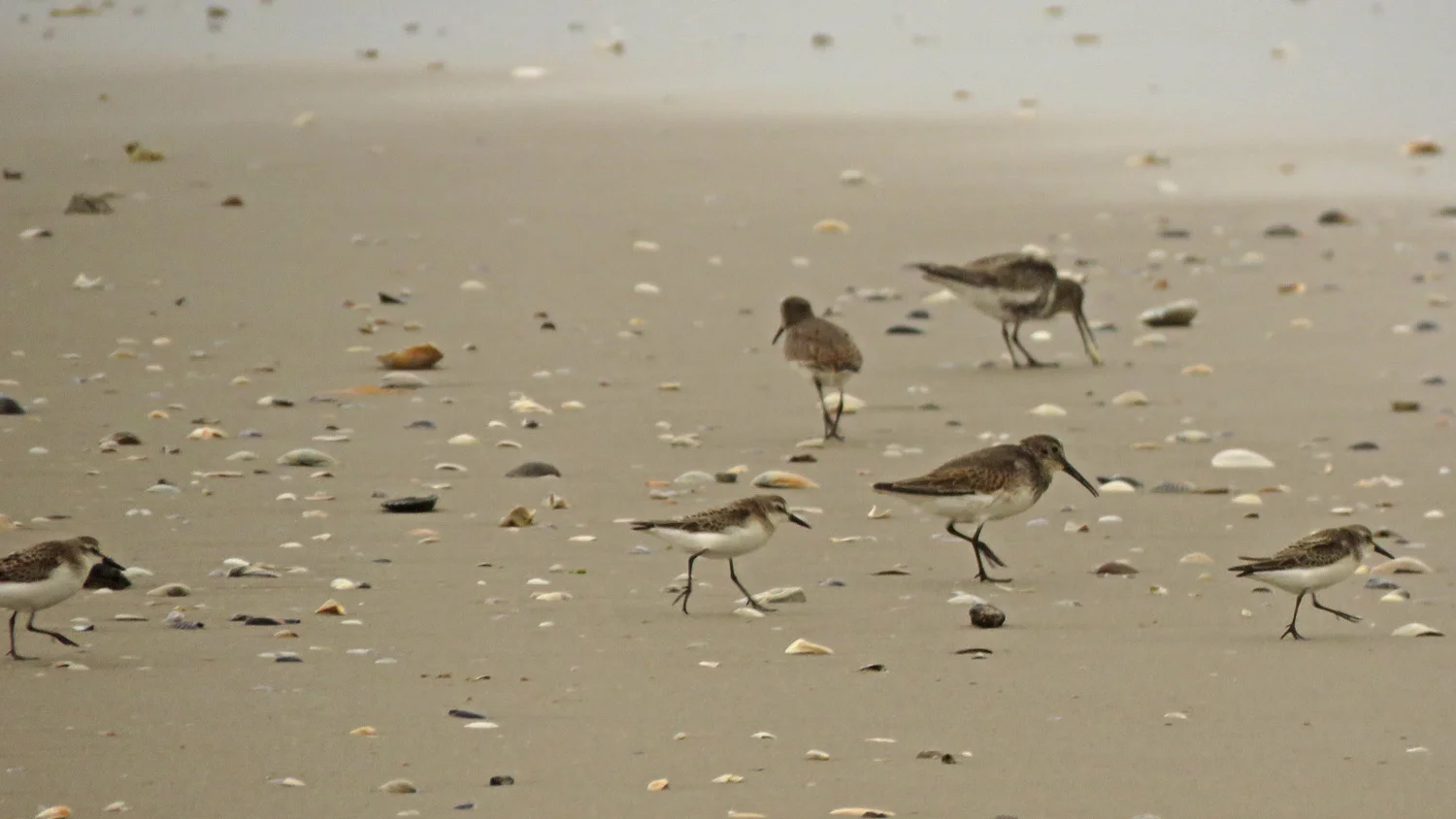 Dunlins with sanderlings, October 2, 2018