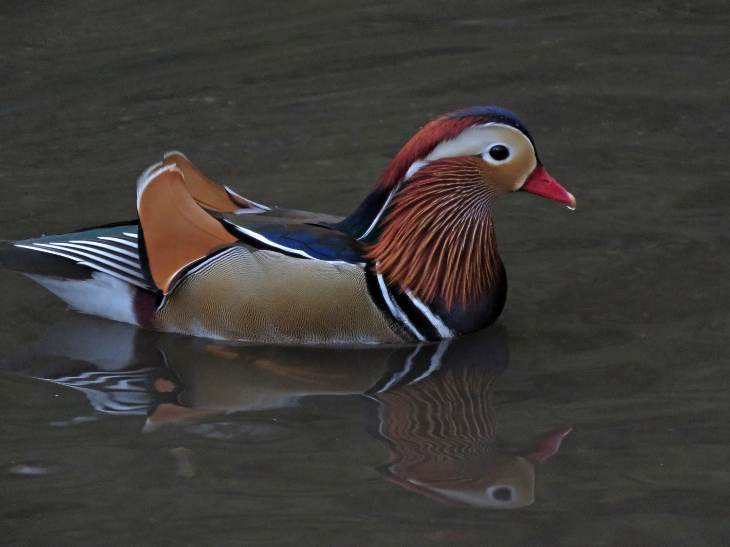 Male Mandarin duck, the Pond, Central Park, October 28, 2018