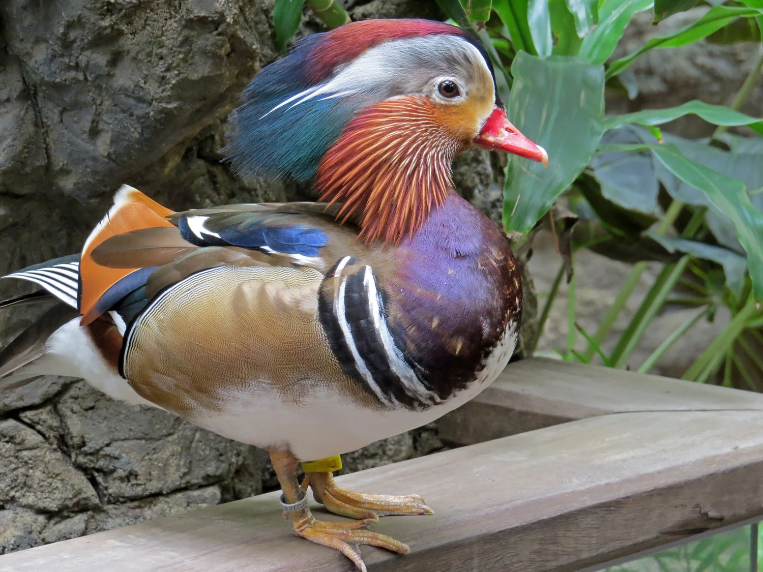 Mandarin duck, Central Park Zoo, March 18, 2016
