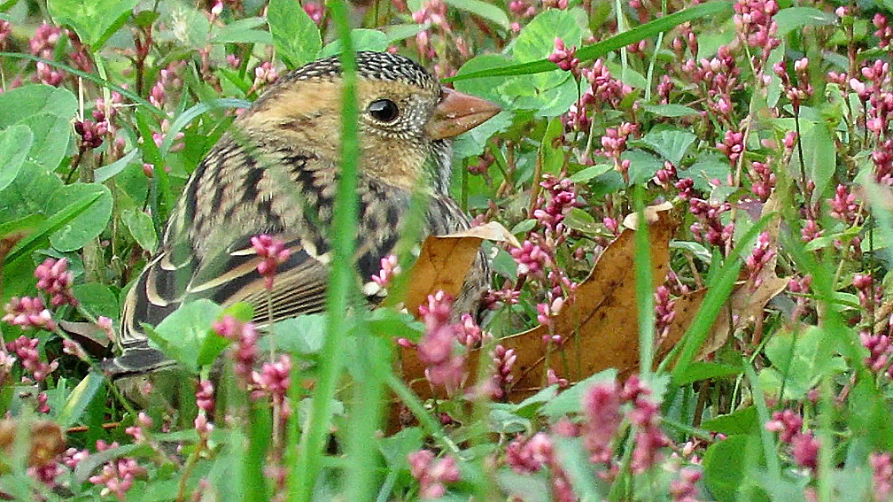 Harrissparrow 1.jpg