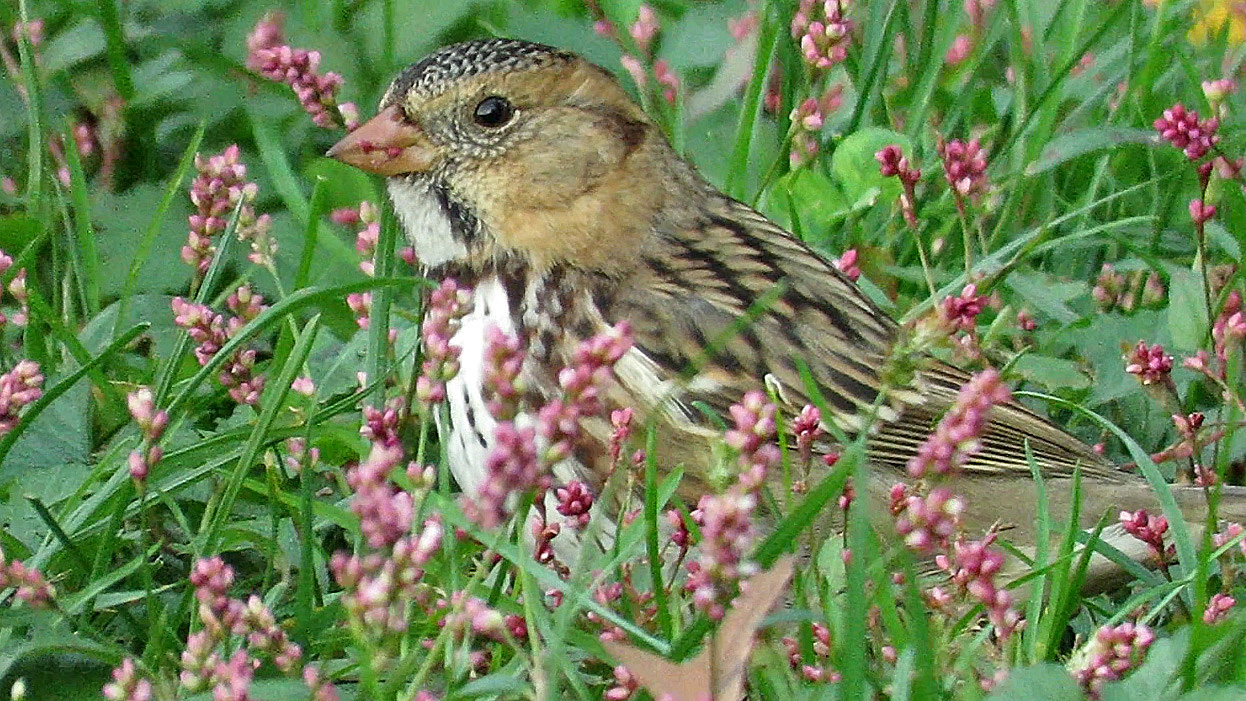 Harrissparrow 2.jpg