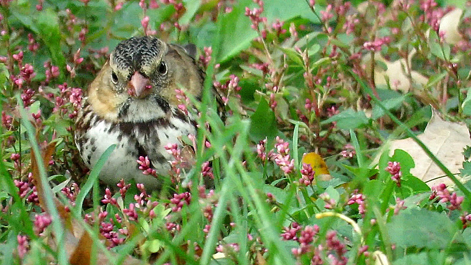 Harrissparrow 3.jpg