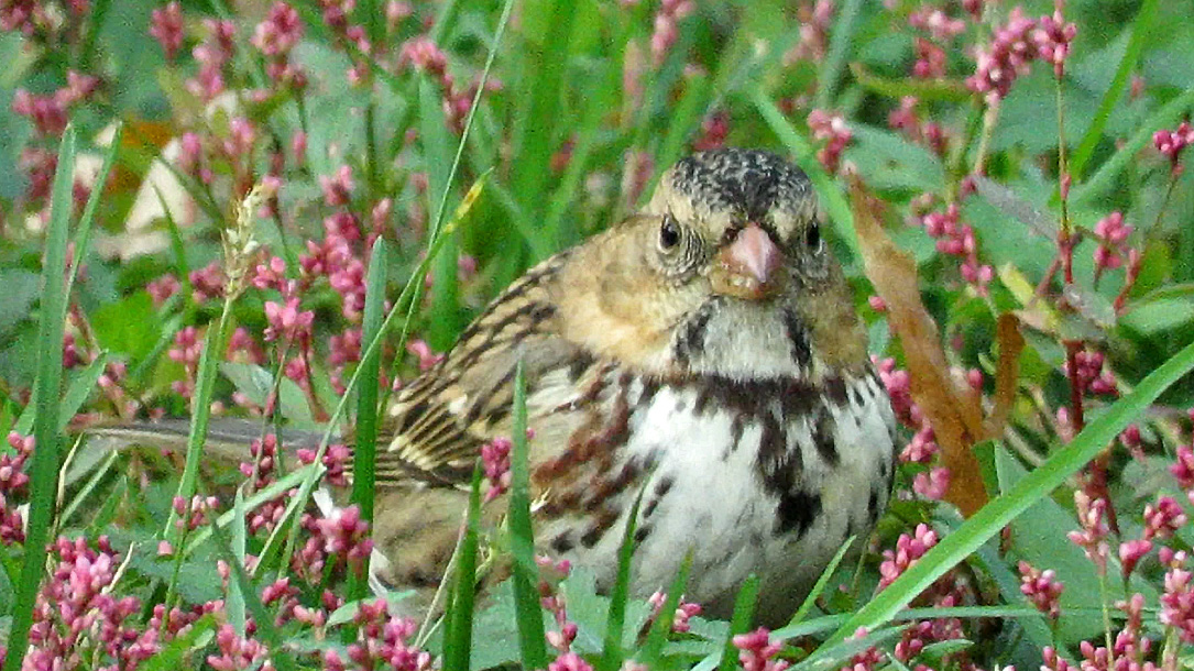 Harrissparrow 4.jpg