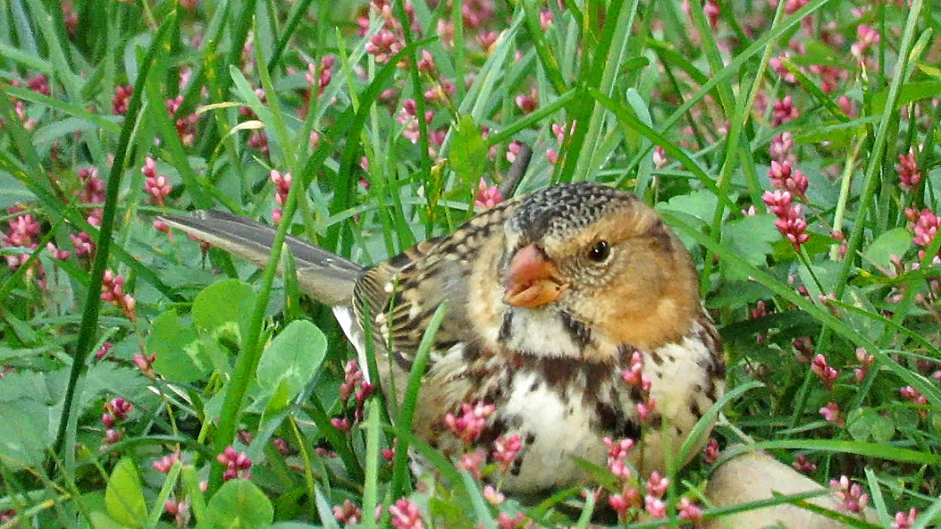 Harrissparrow 5.jpg
