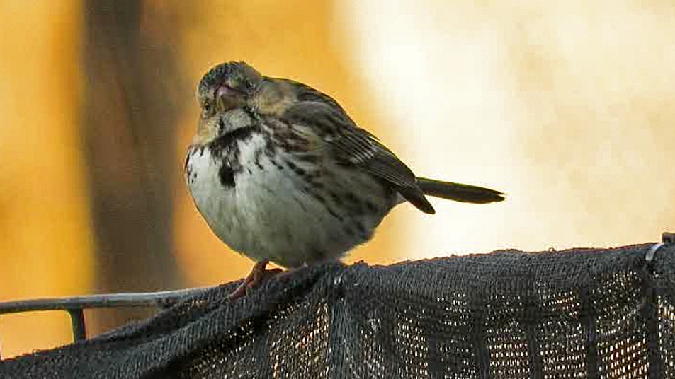 Harrissparrow 7.jpg