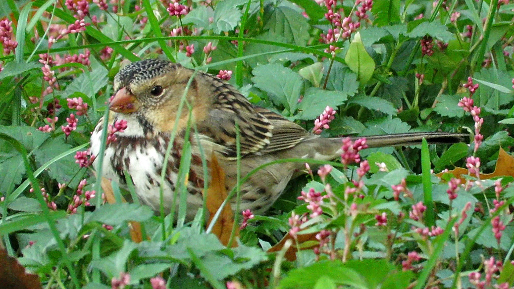 Harrissparrow 6.jpg