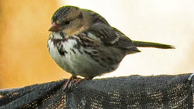 Harrissparrow 8.jpg