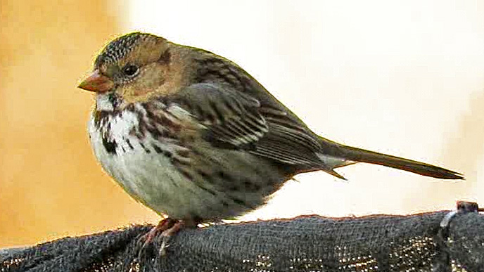 Harrissparrow 9.jpg