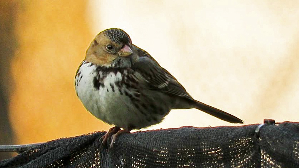 Harrissparrow 10.jpg