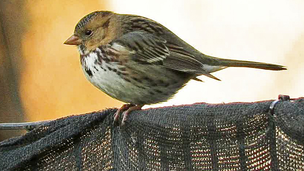 Harrissparrow 11.jpg