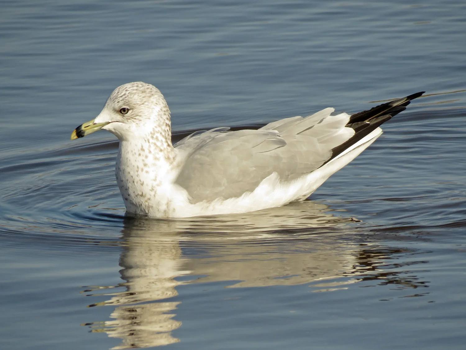 Ring-billed gull, Marine Park, Brooklyn, January 30, 2019