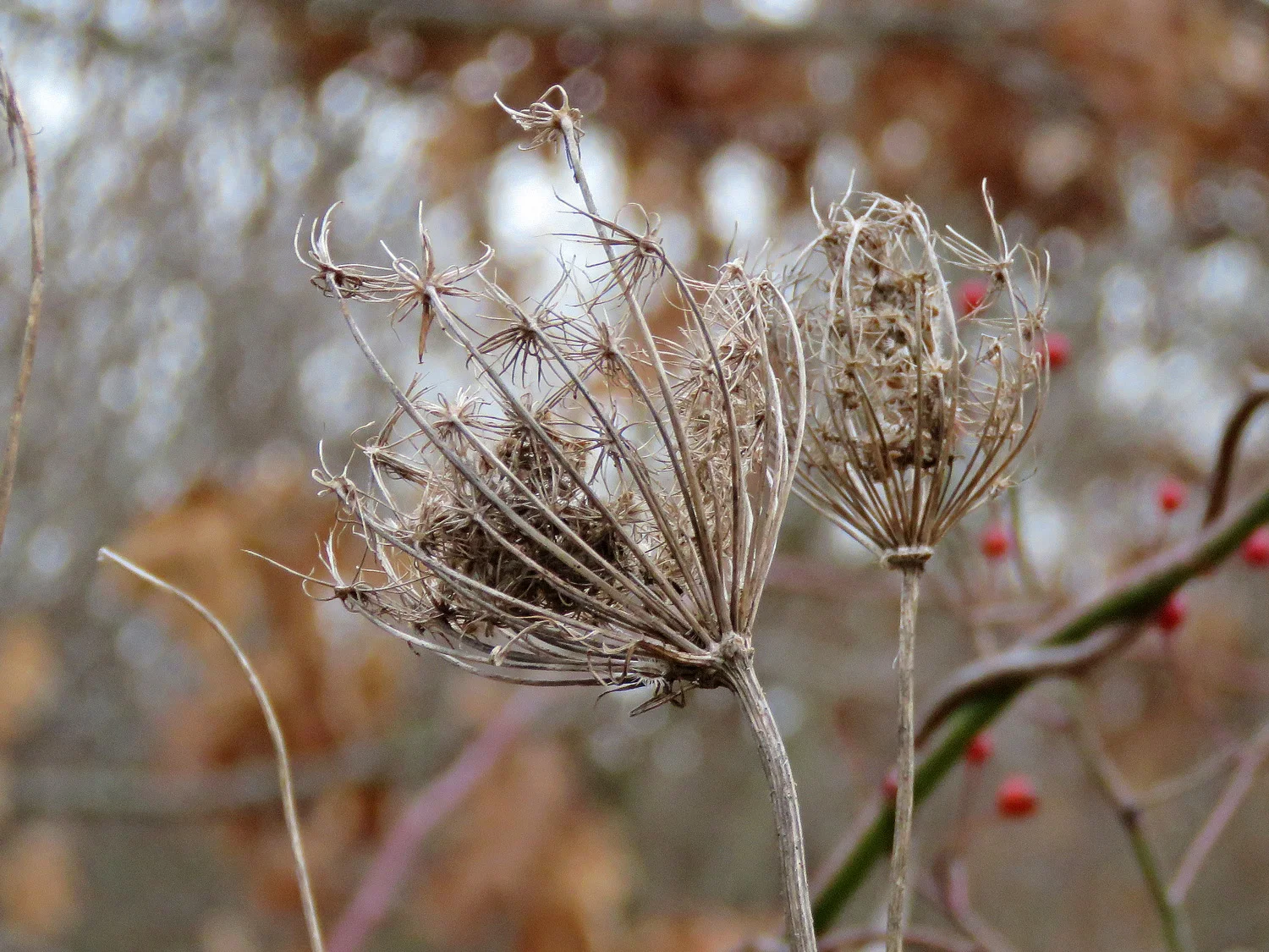 Two bird’s nests from Queen Anne’s Lace, Floyd Bennett Field, January 29, 2019