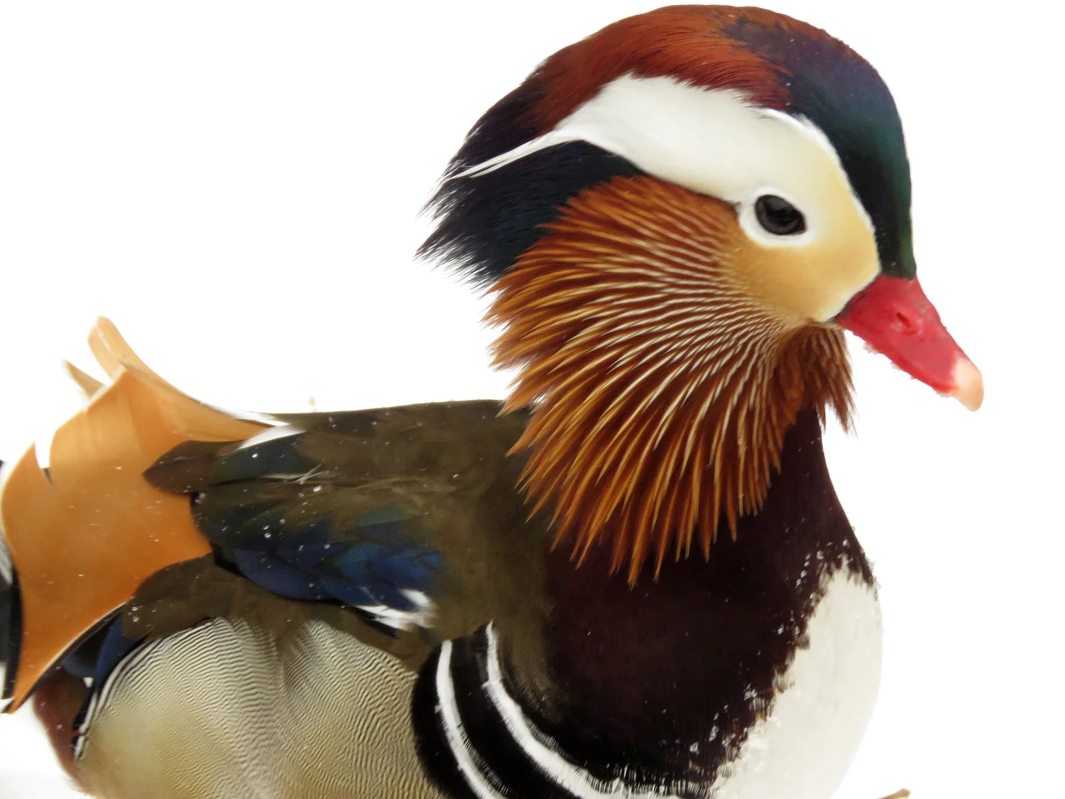 Mandy the Mandarin Duck, the Pond, Central Park, in the snow on February 12, 2019