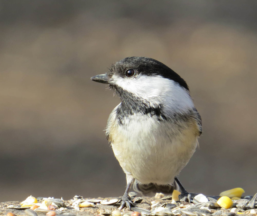 Chickadee 1500 3-8-2016 117P.jpg